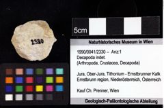 Foto (Objket + Etiketten) von Decapoda indet. 